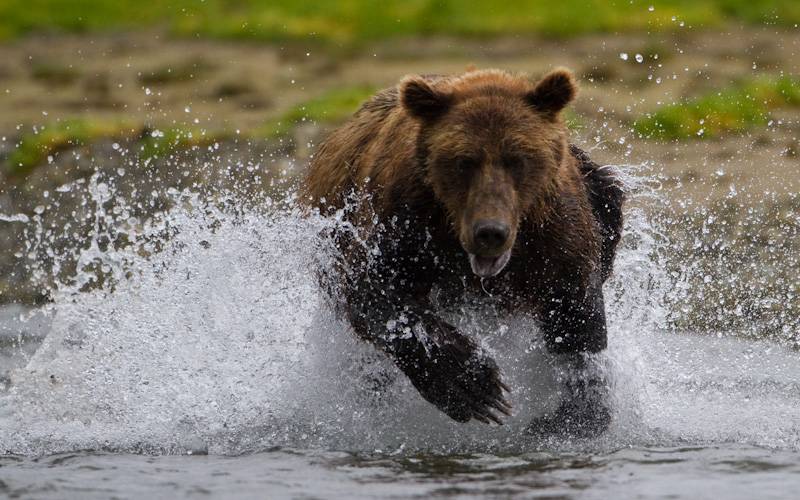 Grizzly Bear Chasing Salmon